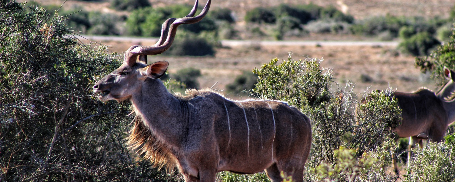 Addo Elephant Park Full Day Safari